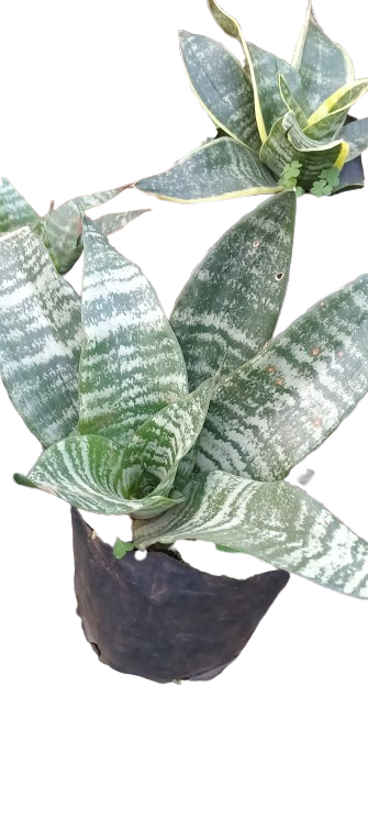 snake plant