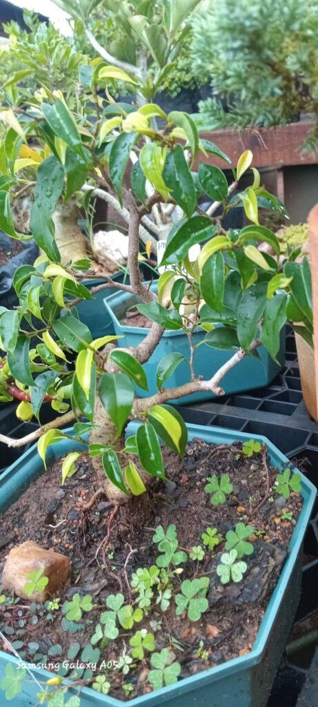 benjamina ficus bonsi