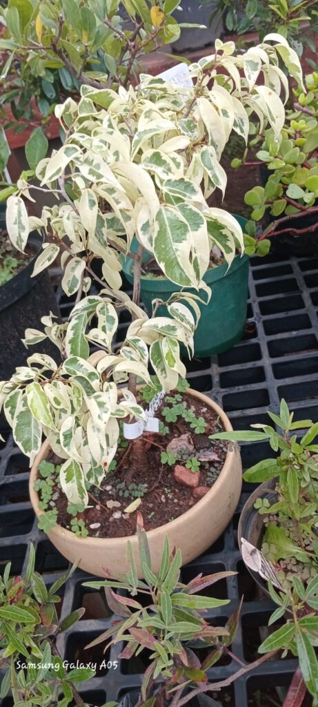 Variegated Ficus